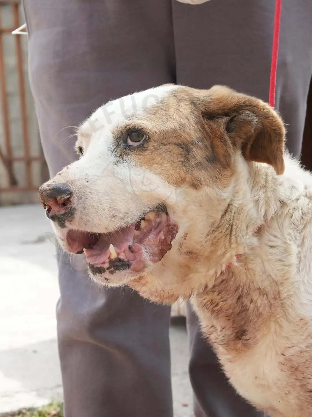 Chacal antes do resgate