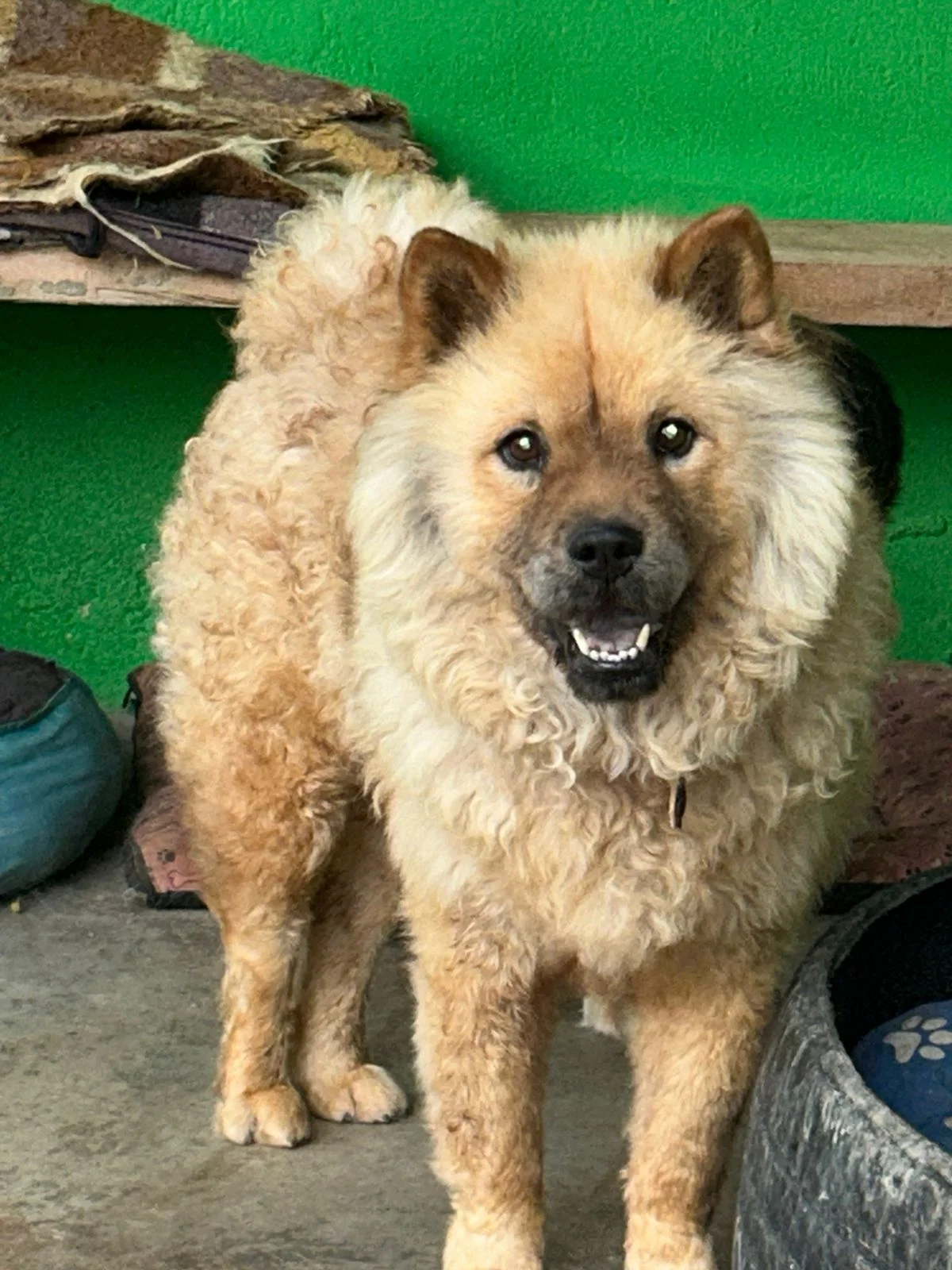 Guerreiro depois do resgate